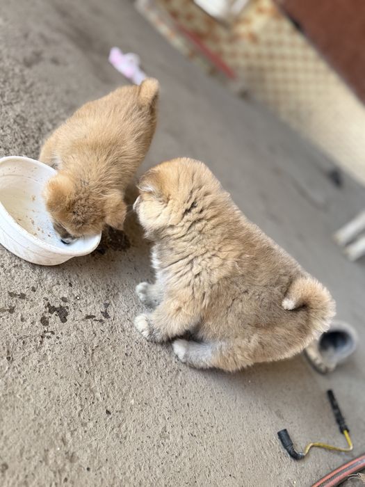 Продаются щенки породы Акита-ину , ХАТИКО