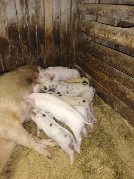 Месячные поросята