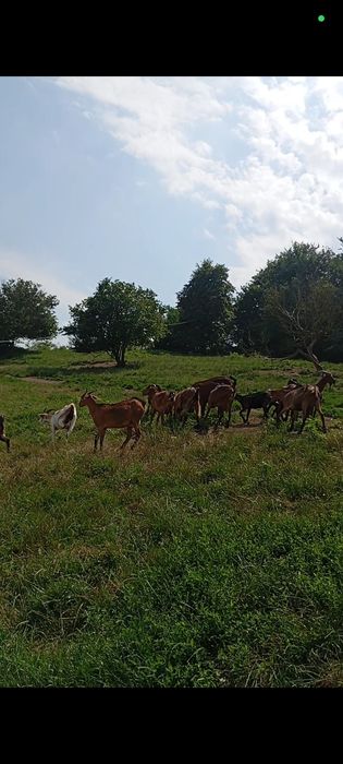 Vând 19 capre ,3iedute și un țap.Toate le vând la grămadă. 800 lei buc