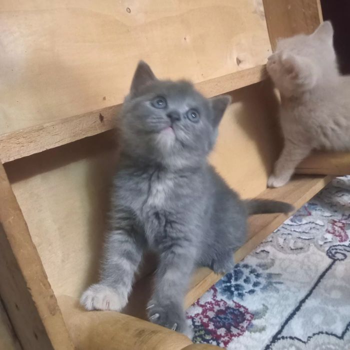 Mushukchalar sotiladi