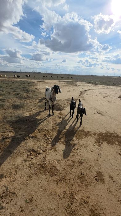 эшки уш баламимен