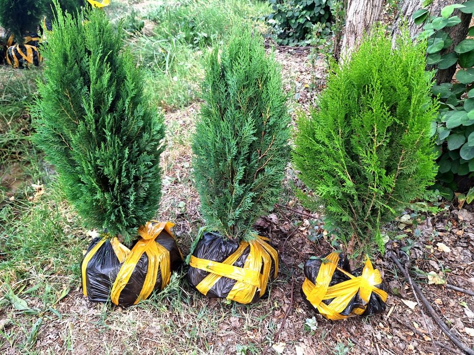 Арчалар. Сасна, можовелник, туя книжный