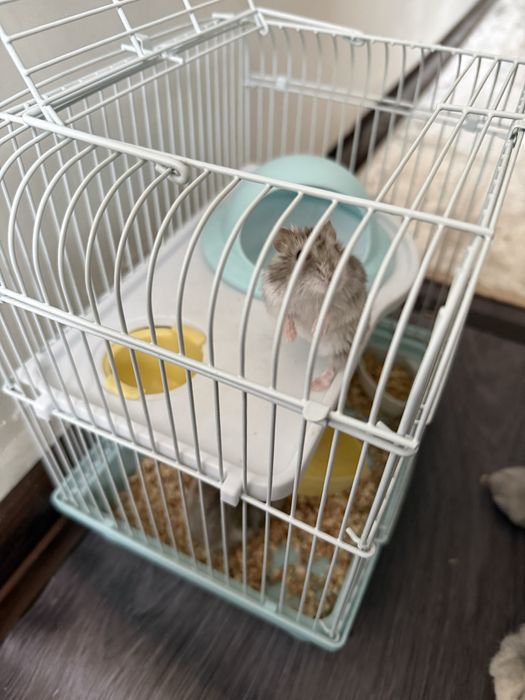 Джунгарские хомяки