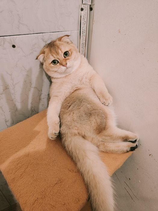 Котята Золотистые Фолды