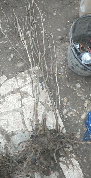 Butași sau tufe coacăze negre