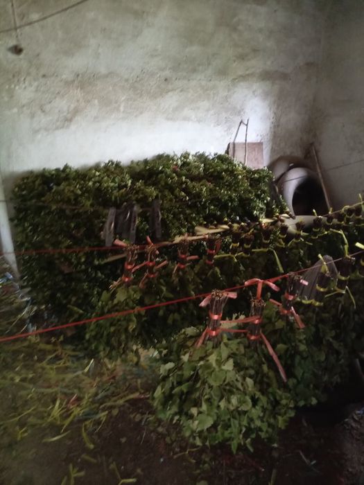 Веники березовые. Отличного качеста