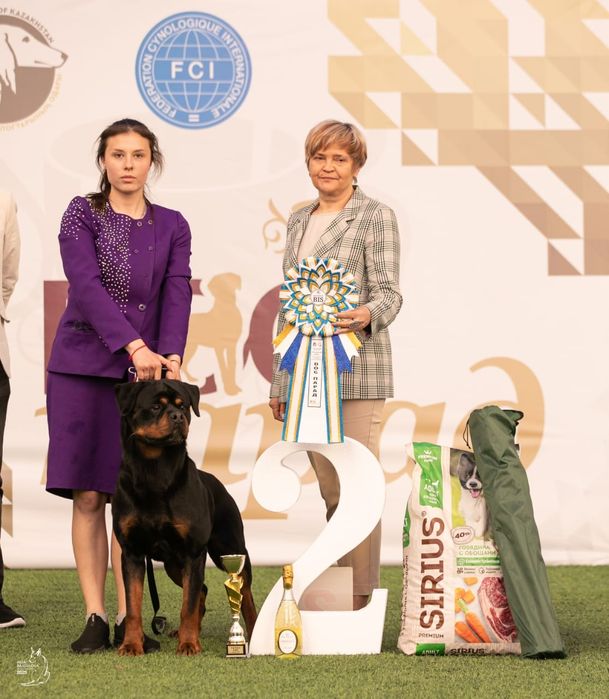 Доступен для вязки ротвейлер