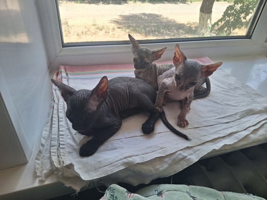 Котята сфинкса 2 месяца