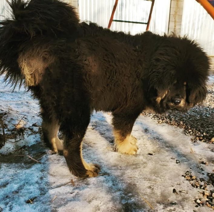 Щенки Тибетского Мастифа.