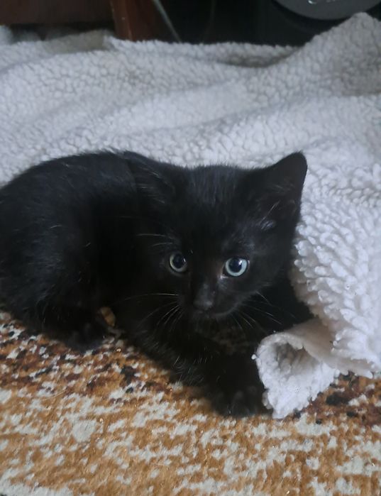 Отдам котят  бесплатно