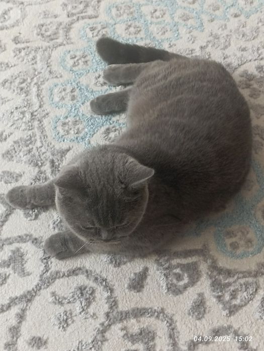 Продам британскую кошку