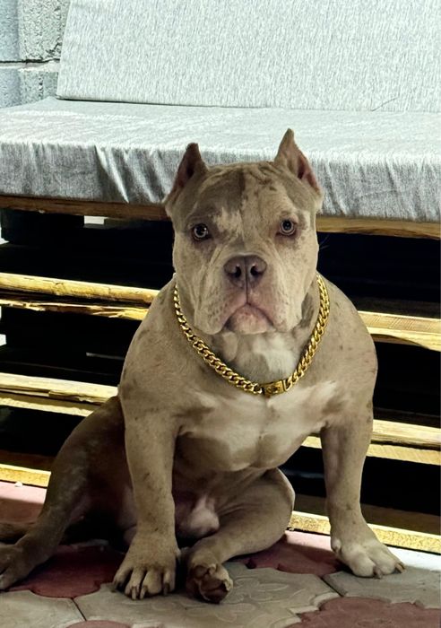 Щенки американский булли