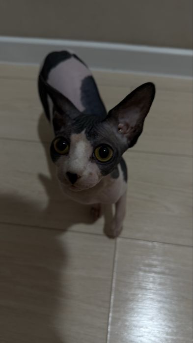 Лысая кошка сфинкс