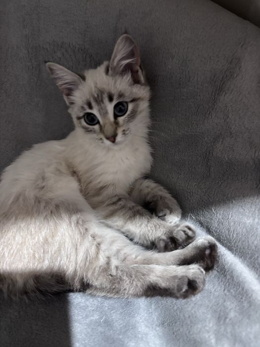 Котенок 2.5 месяца