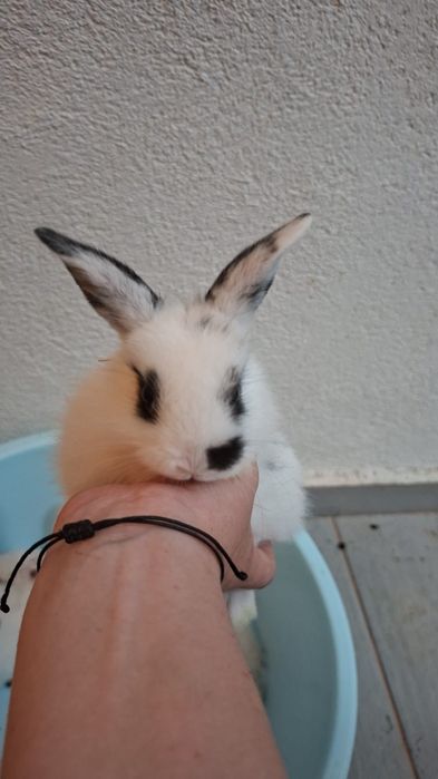 Iepuri pitici pui