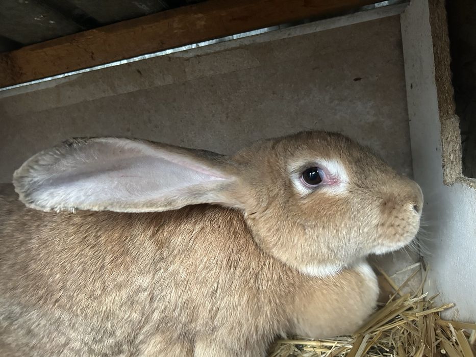 Продам Самку фландер с великаном