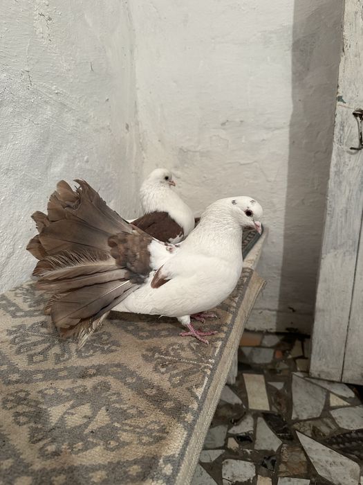 Продаются Два Самца Павлин Голуби