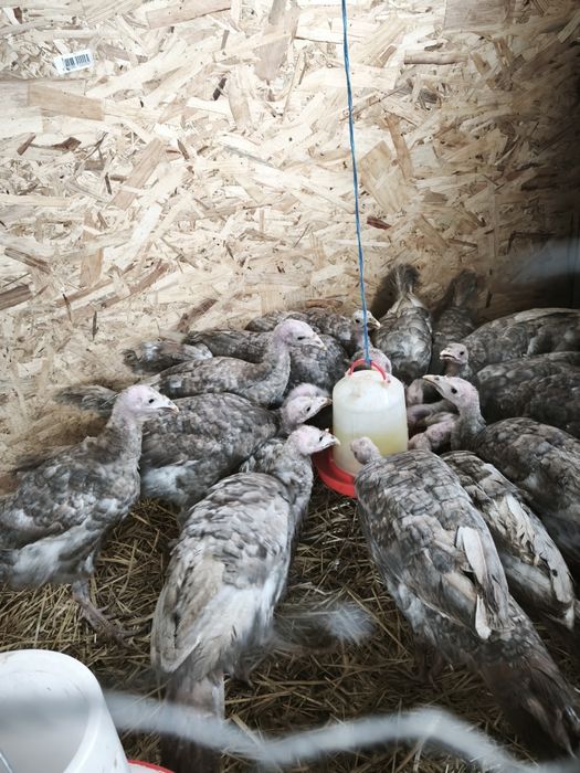 Pui de curca la 5 luni