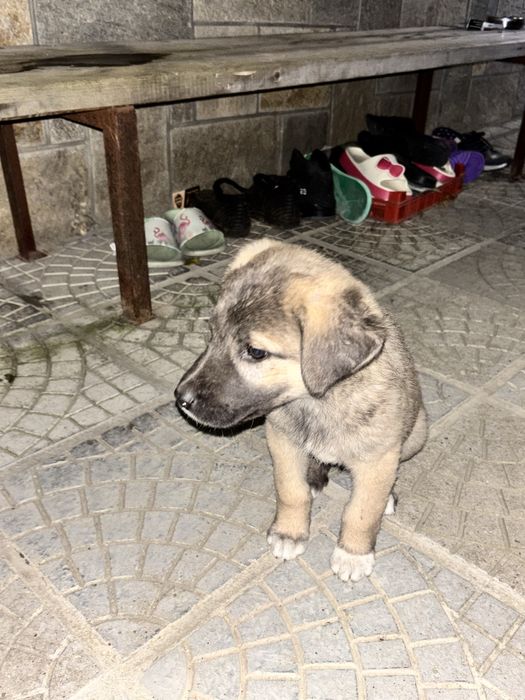 Продавам куче Кангал