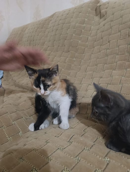 Отдам котят в хорошие руки.