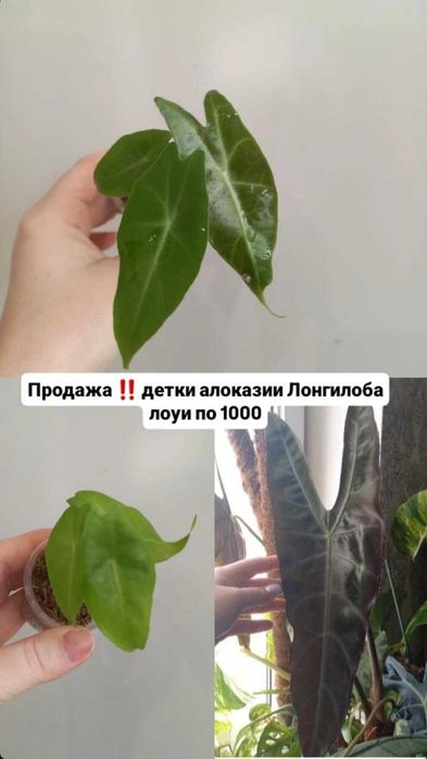 Алоказии комнатные растения