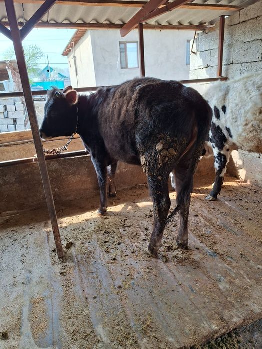 Телка год и 2 месяца