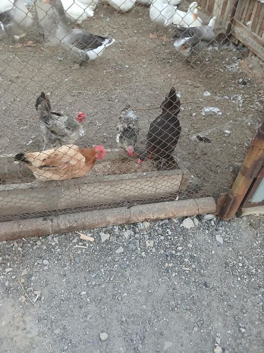 Домашние куры несушки