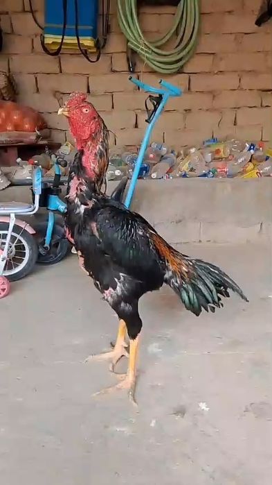 Дакан ири деу парода