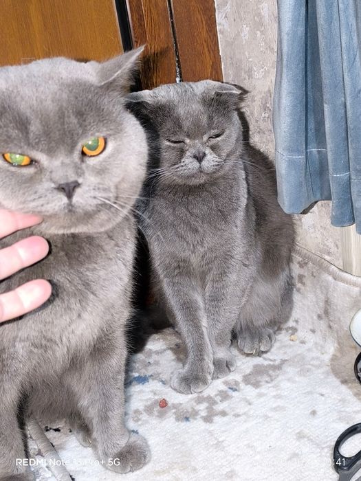 Зотлий Мушук! эрка ва аёл 2 таси 160$