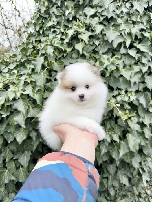 Померан мини момче. Померанче