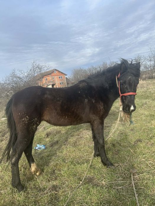 Manză Blanda de Vanzare !!!