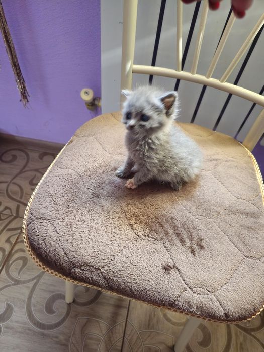 Отдам котёнка  девочка.