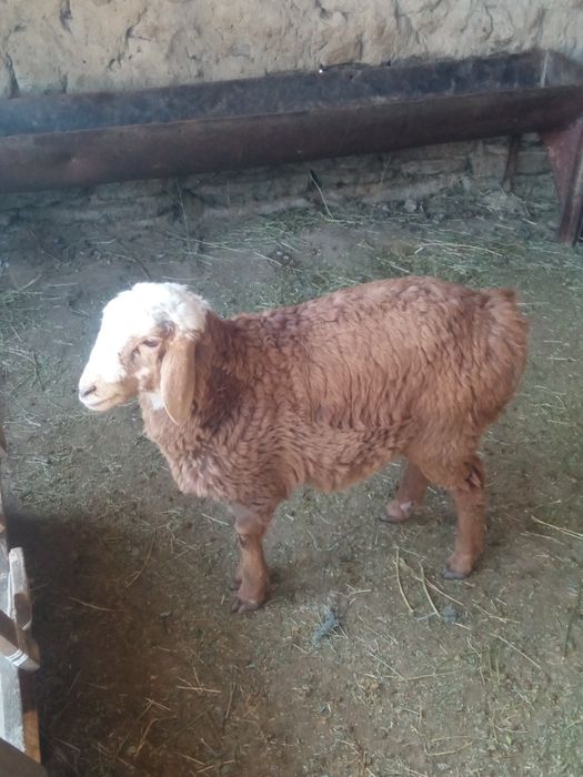 Қозы сатылады продаю