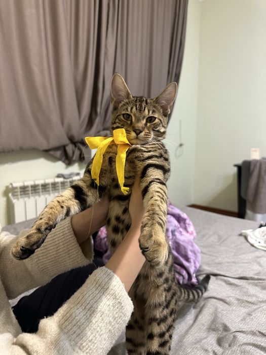 Отдам в добрые руки