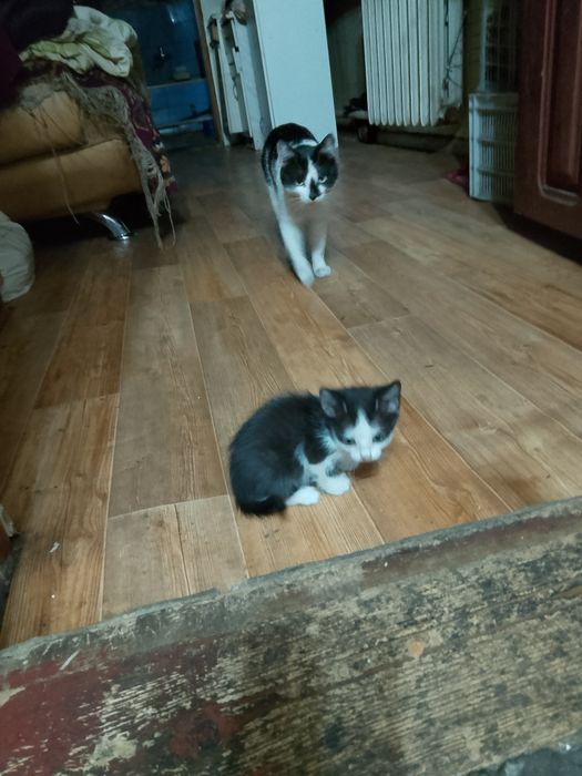 Отдам котят бесплатно