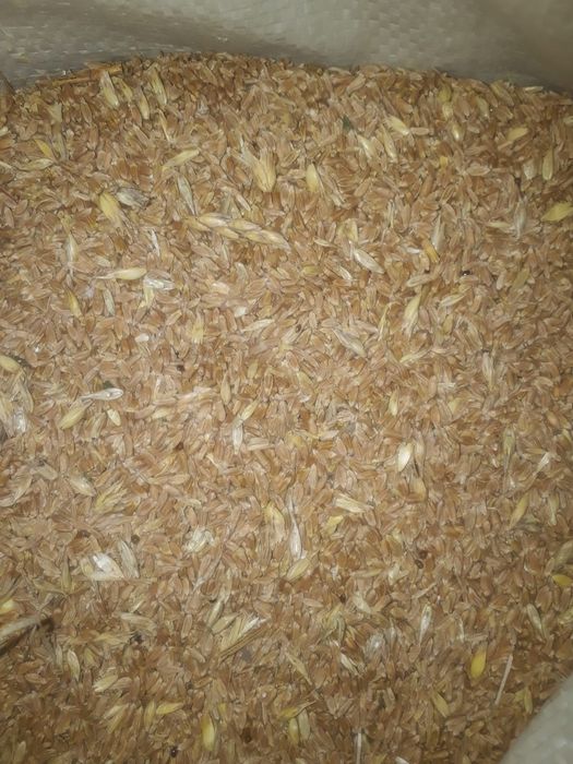 Зерноотход пшеницы.Пшеница кормовая