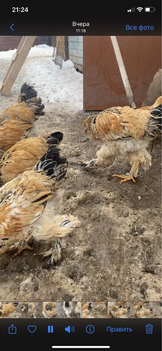 Продам чистую пароду брам