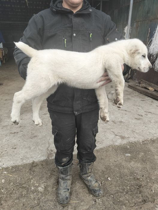 САО еркек күшігі