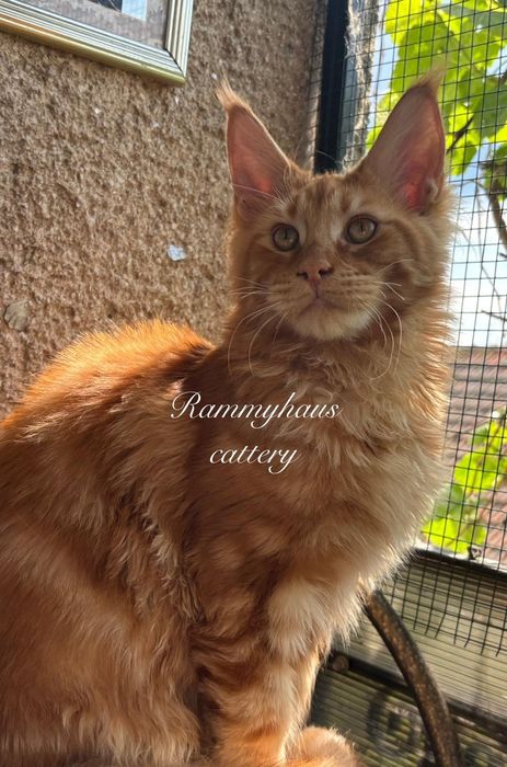 Felisa autorizata WCF, vinde pisoi cu pedigree, rasa Maine coon