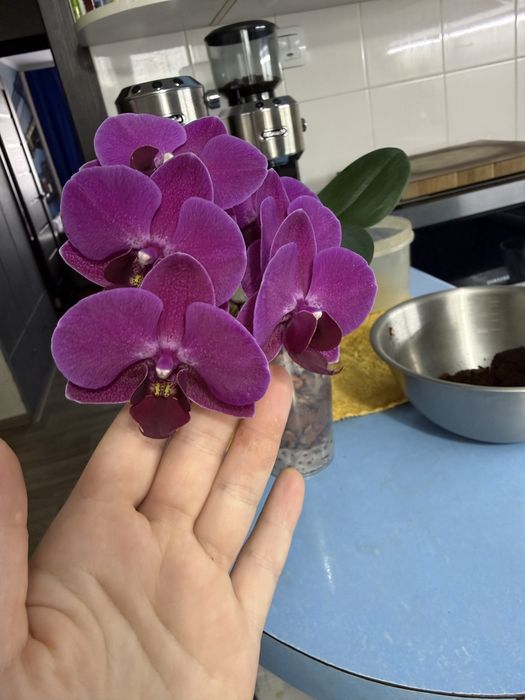 Орхидея фаленопсис