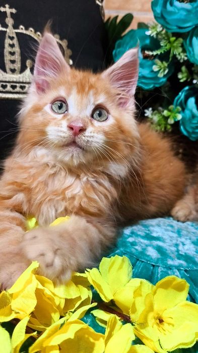 Мейн-кун- КРАСНЫЙ "ЛЕВ"- котята !