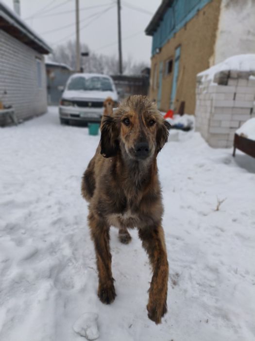 Сабака породы Тазы