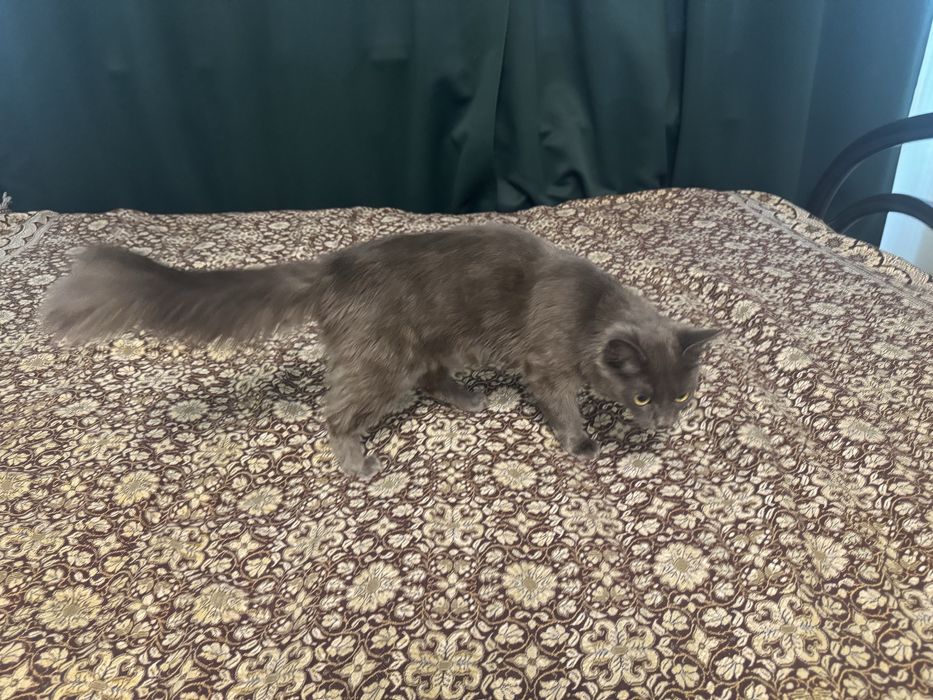 Кошка ищет дом.