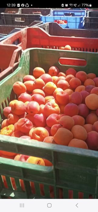 Caise parfumate și gustoase cu un gust excelent Fructe sănătoase pentru pălincă!
