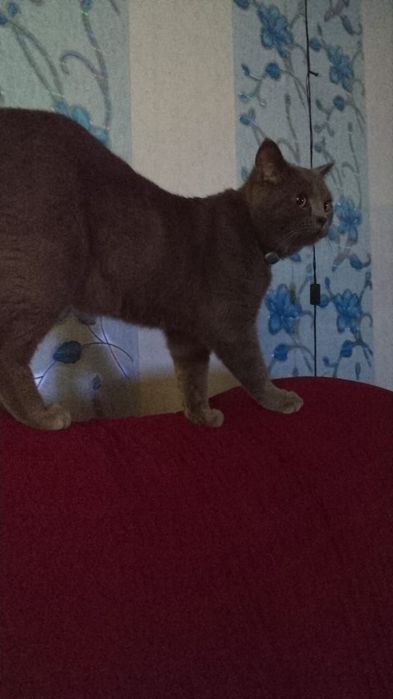 Британский кот .