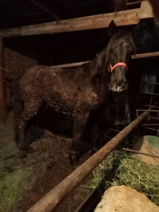 Тай сатыладыыыыы.