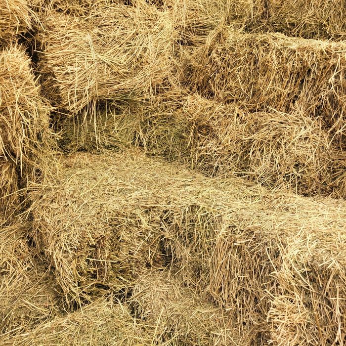 Жоңышқа сатамын/ люцерна