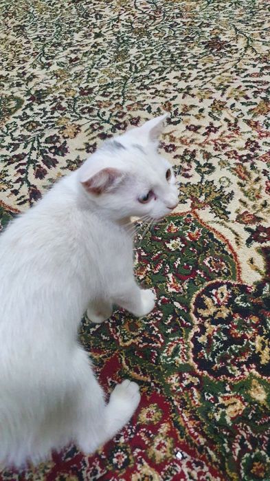 Mushukchalarni ehsonga beramiz.