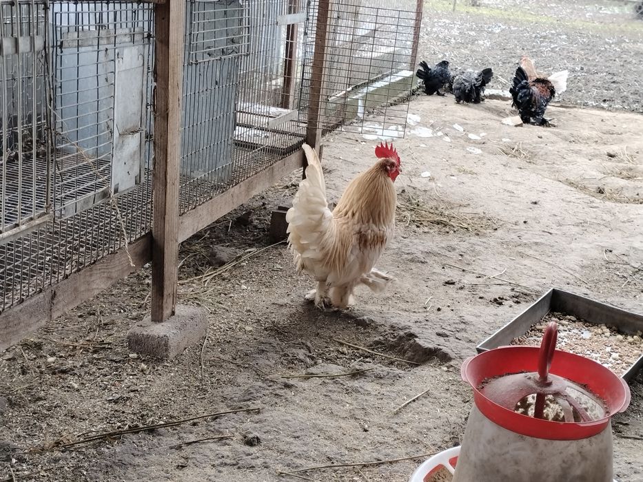 Cocoșei mii de flori