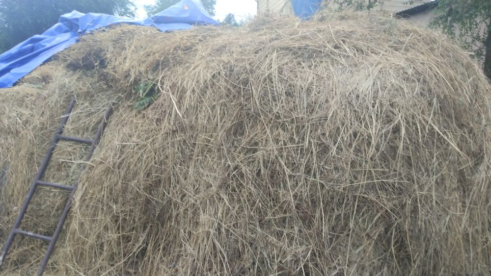 Шөп сатылады. Продам сено.
